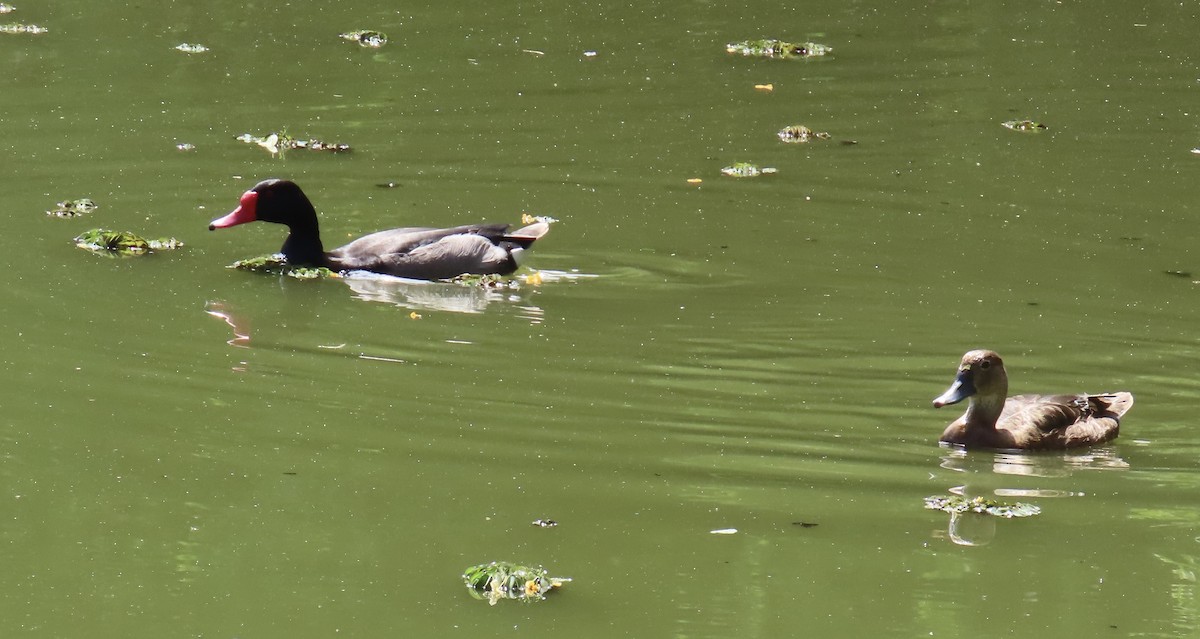 Rosy-billed Pochard - ML646414720