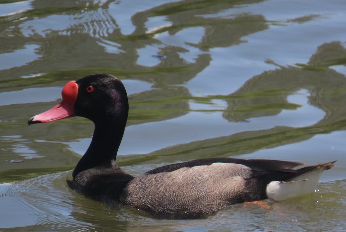 Rosy-billed Pochard - ML646414721