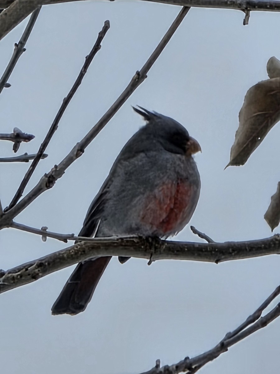 Pyrrhuloxia - ML646414724