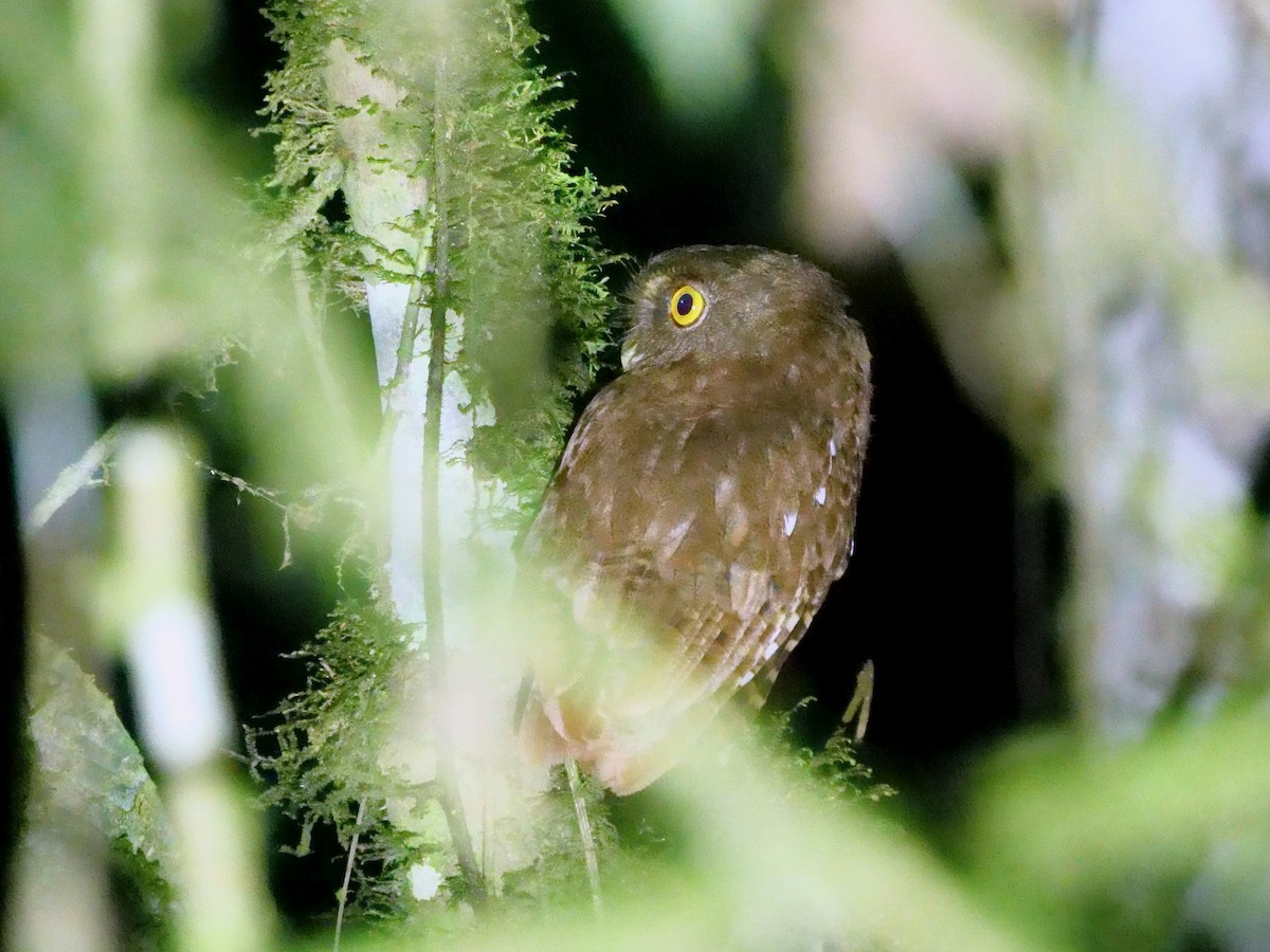Foothill Screech-Owl - ML646414727