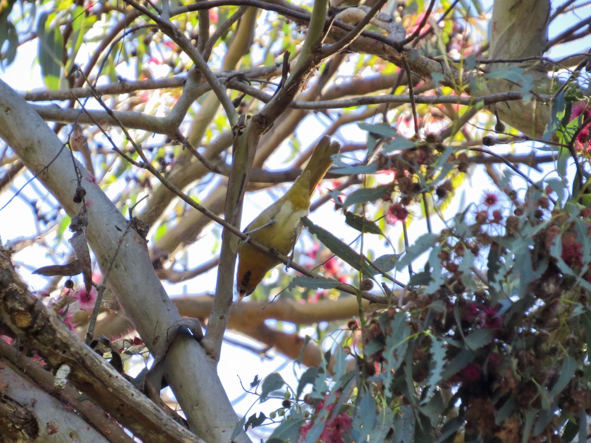 Bullock's Oriole - ML646414728