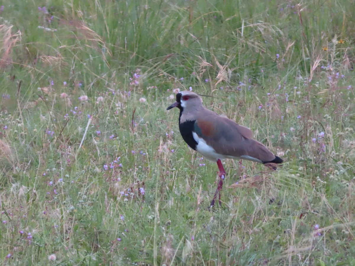 Southern Lapwing - ML646414731