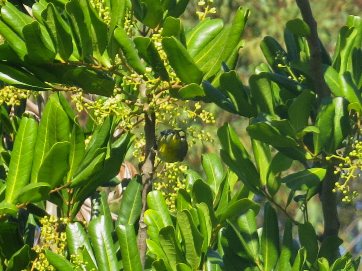 Northern Parula - ML646414733