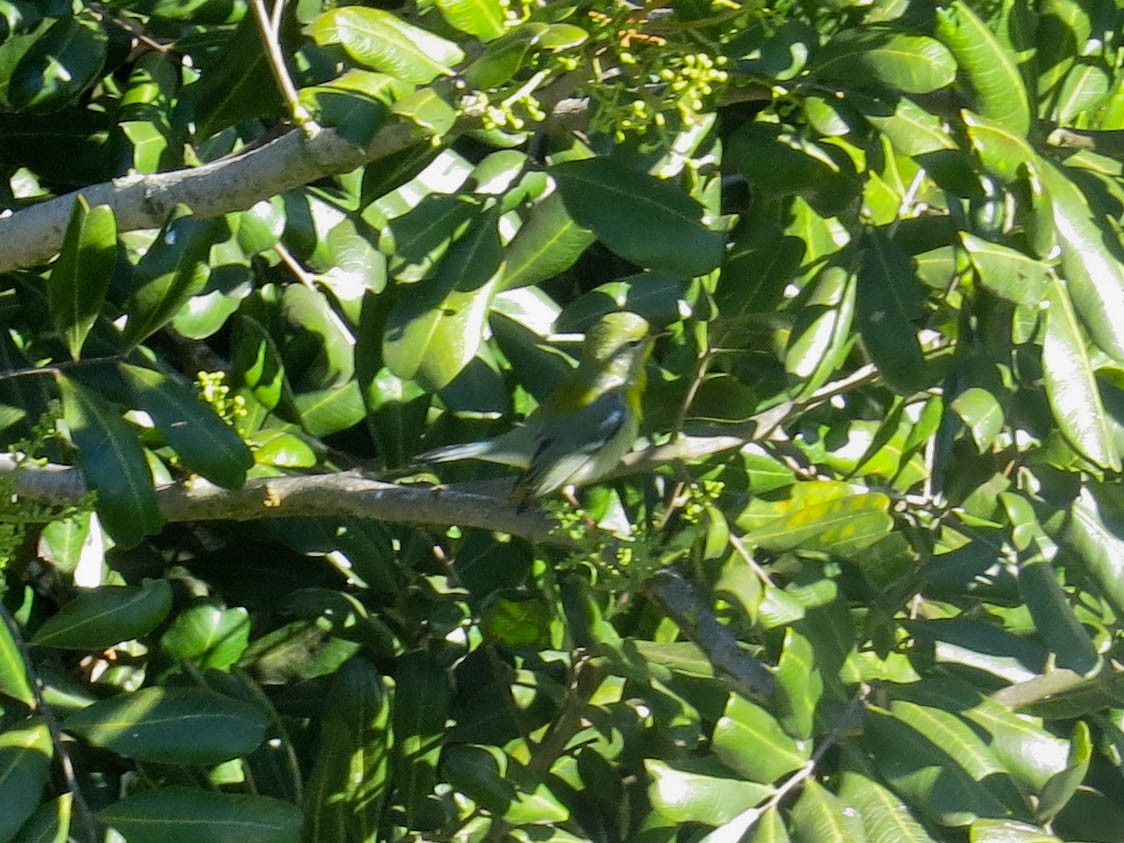 Northern Parula - ML646414734