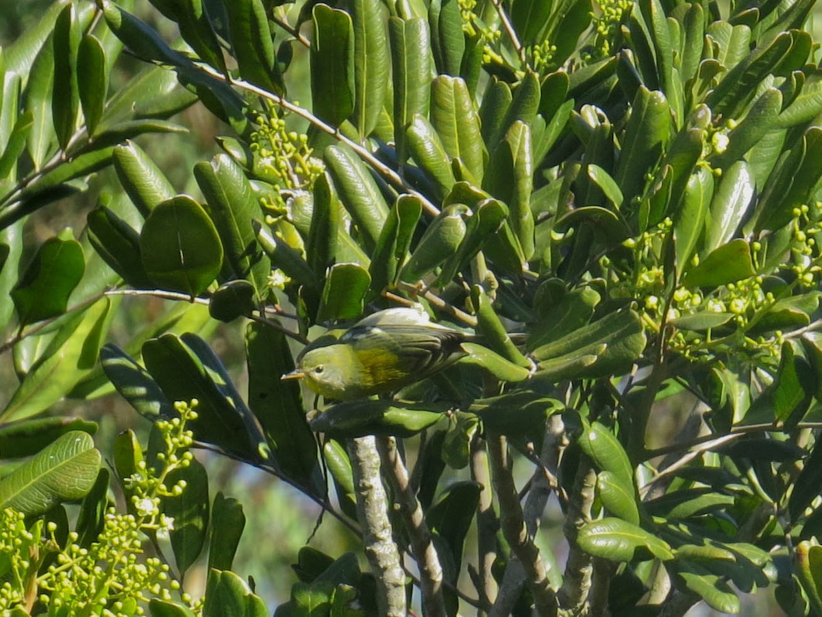 Northern Parula - ML646414735