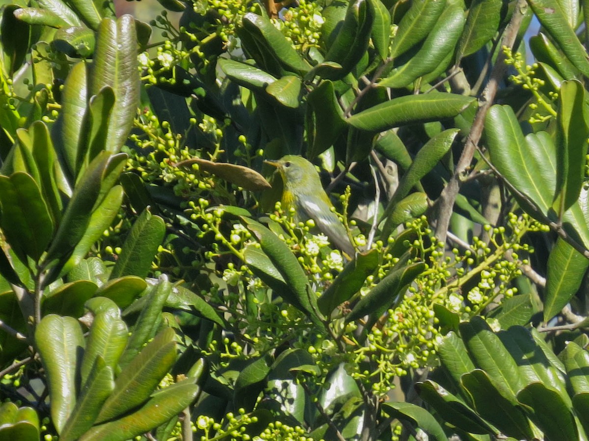 Northern Parula - ML646414736