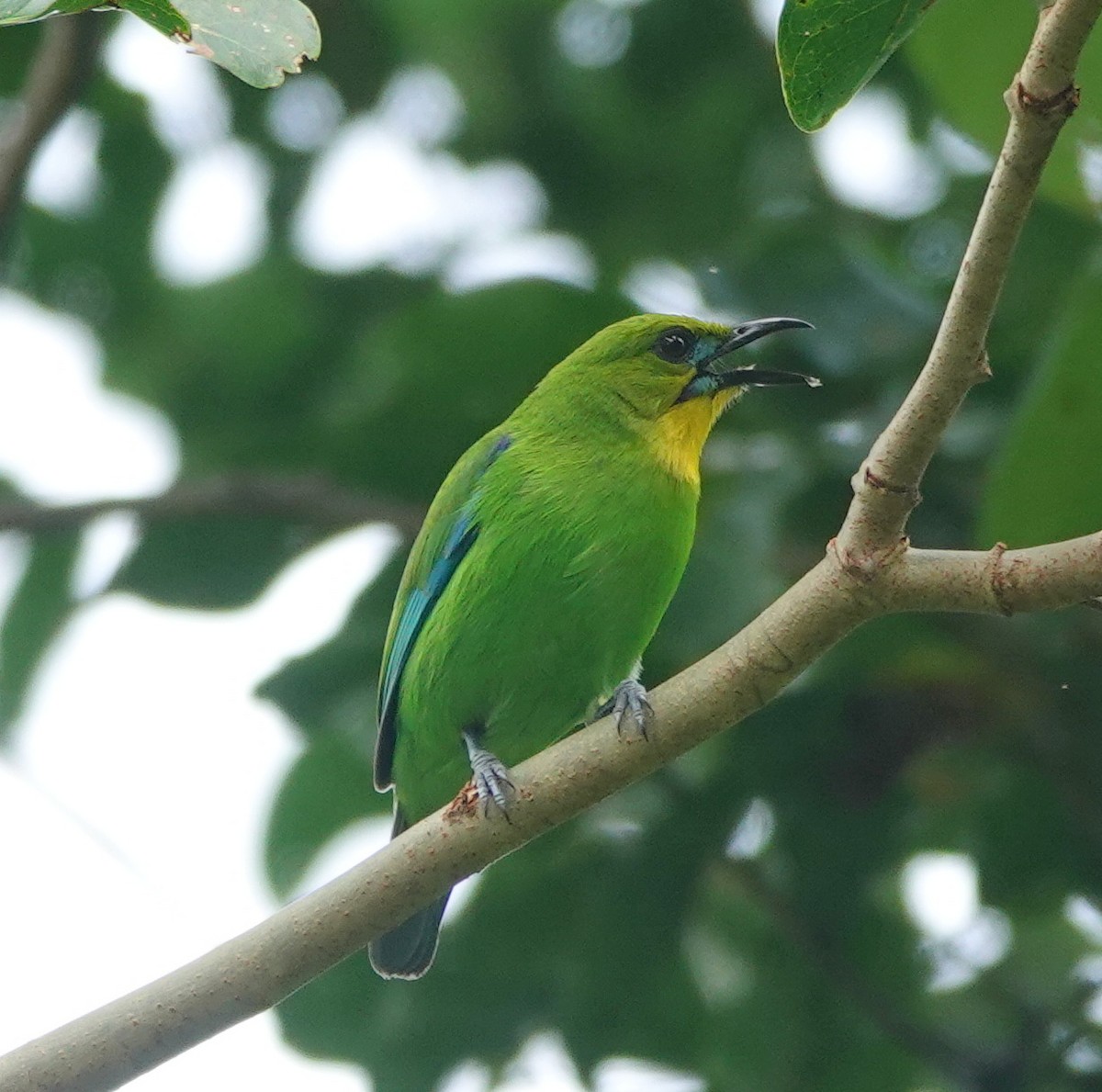 Yellow-throated Leafbird - ML646414737