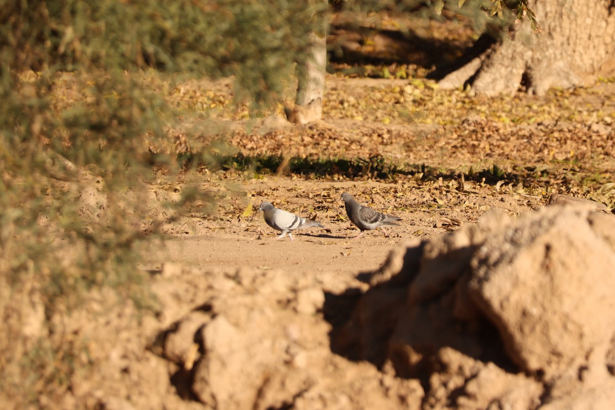 Rock Pigeon (Feral Pigeon) - ML646414738