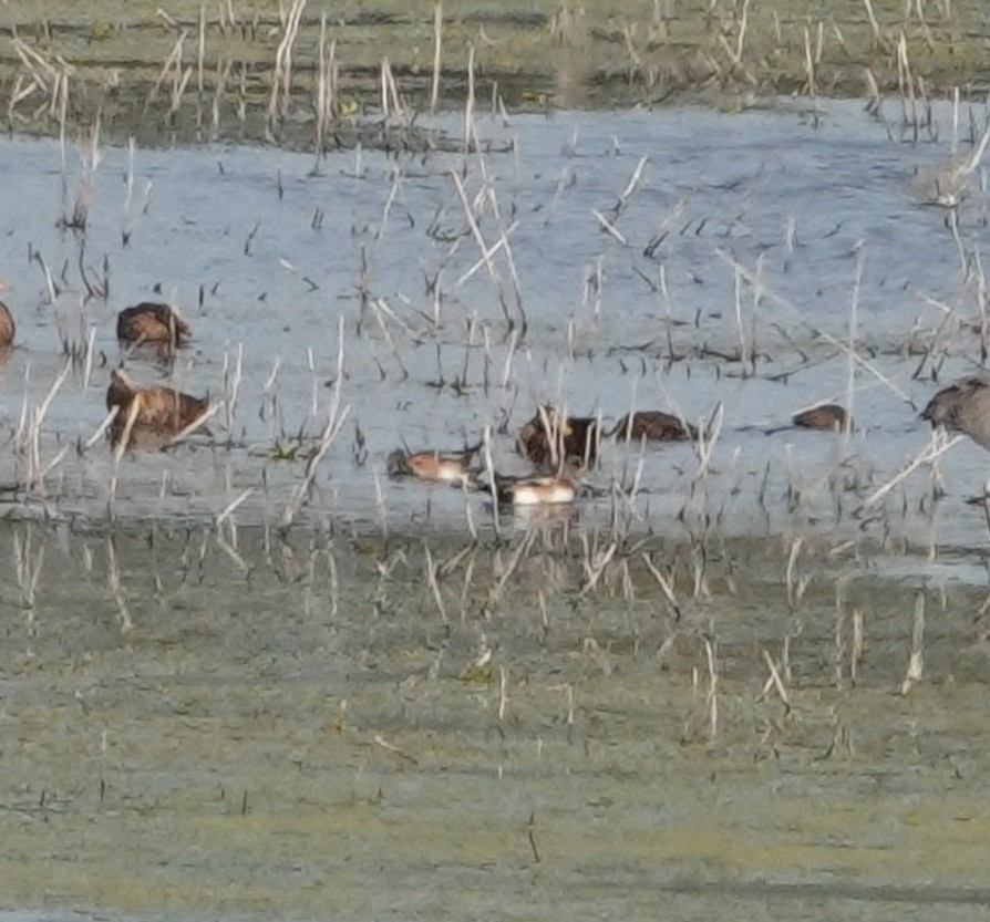 葡萄胸鴨 - ML646414739
