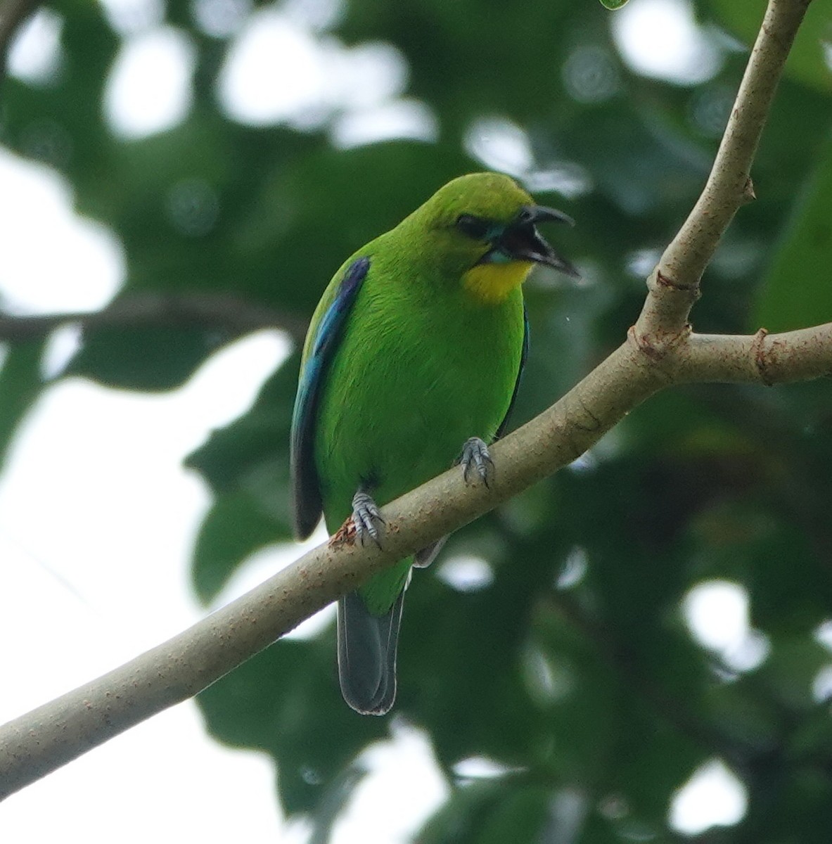 Yellow-throated Leafbird - ML646414742