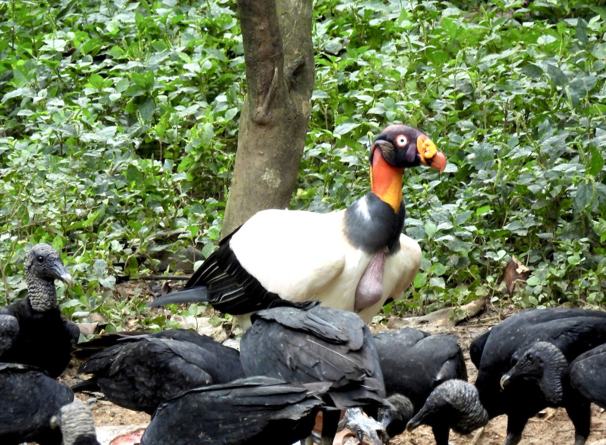 King Vulture - ML646414743
