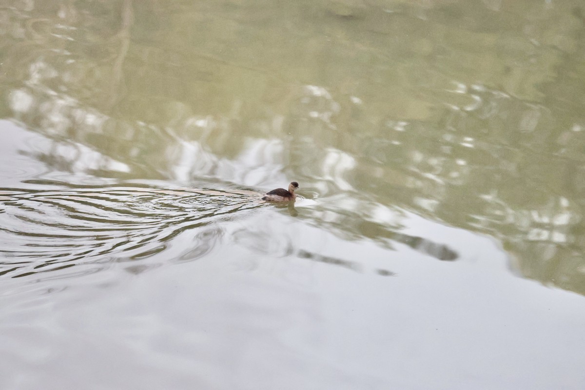 Little Grebe - ML646414744
