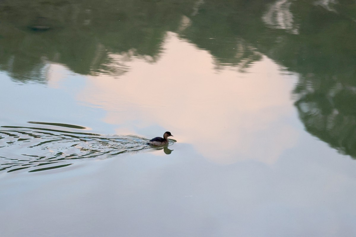Little Grebe - ML646414745