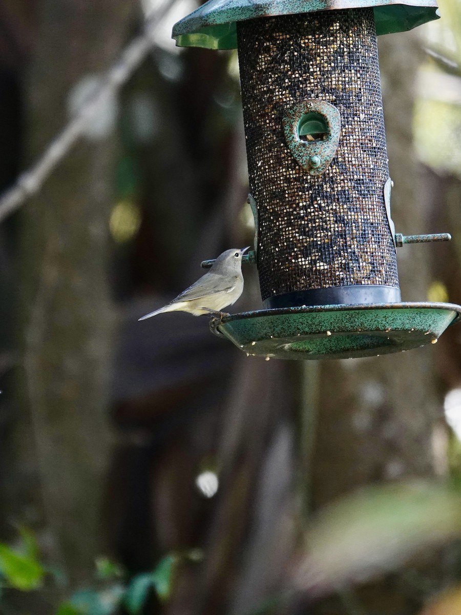 Orange-crowned Warbler - ML646414750