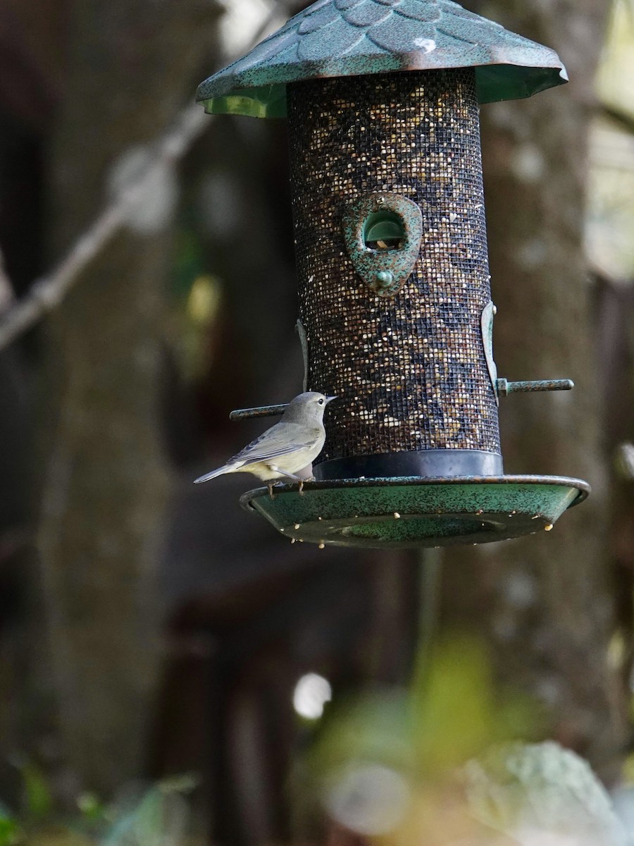Orange-crowned Warbler - ML646414751