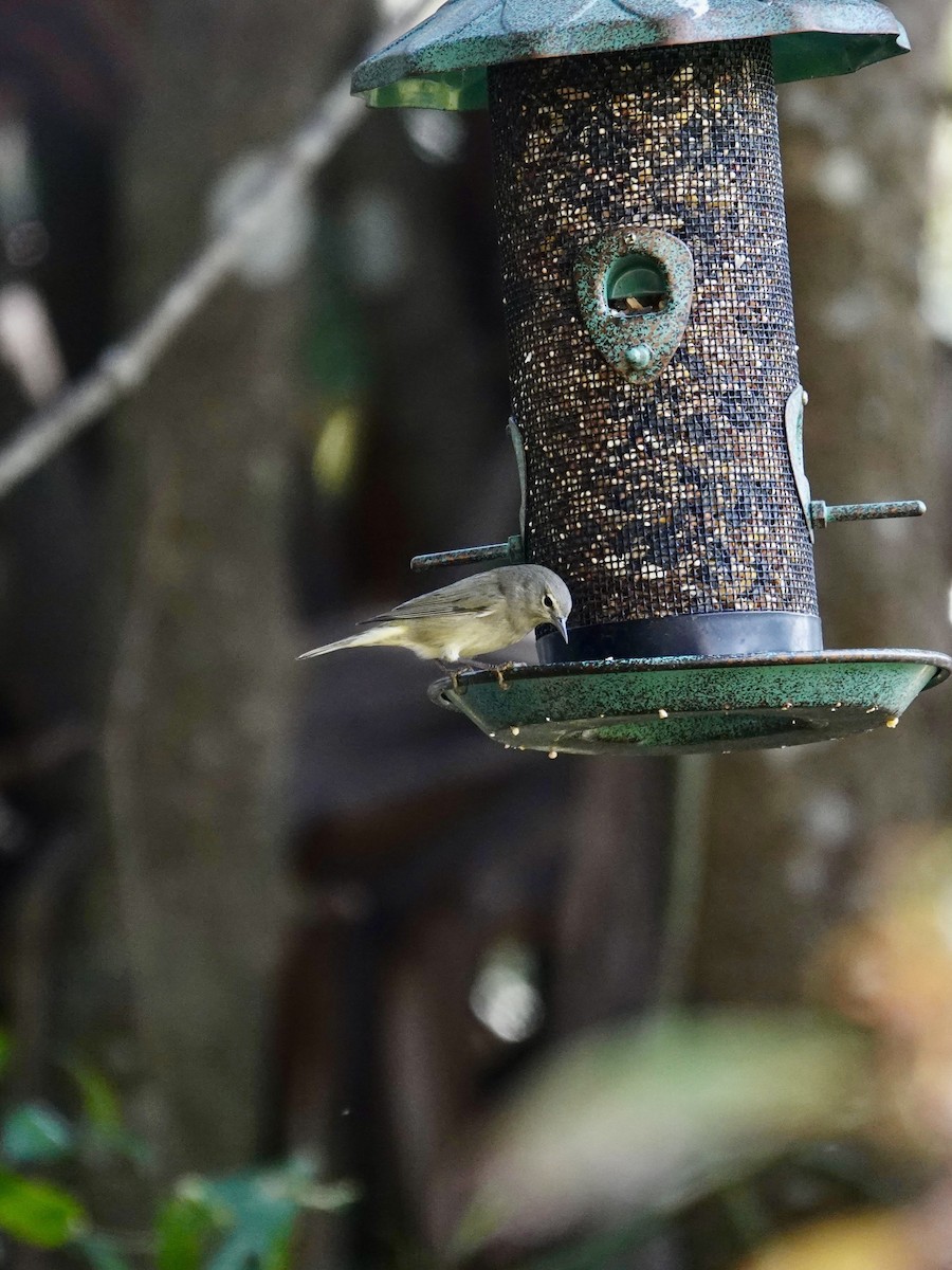 Orange-crowned Warbler - ML646414752