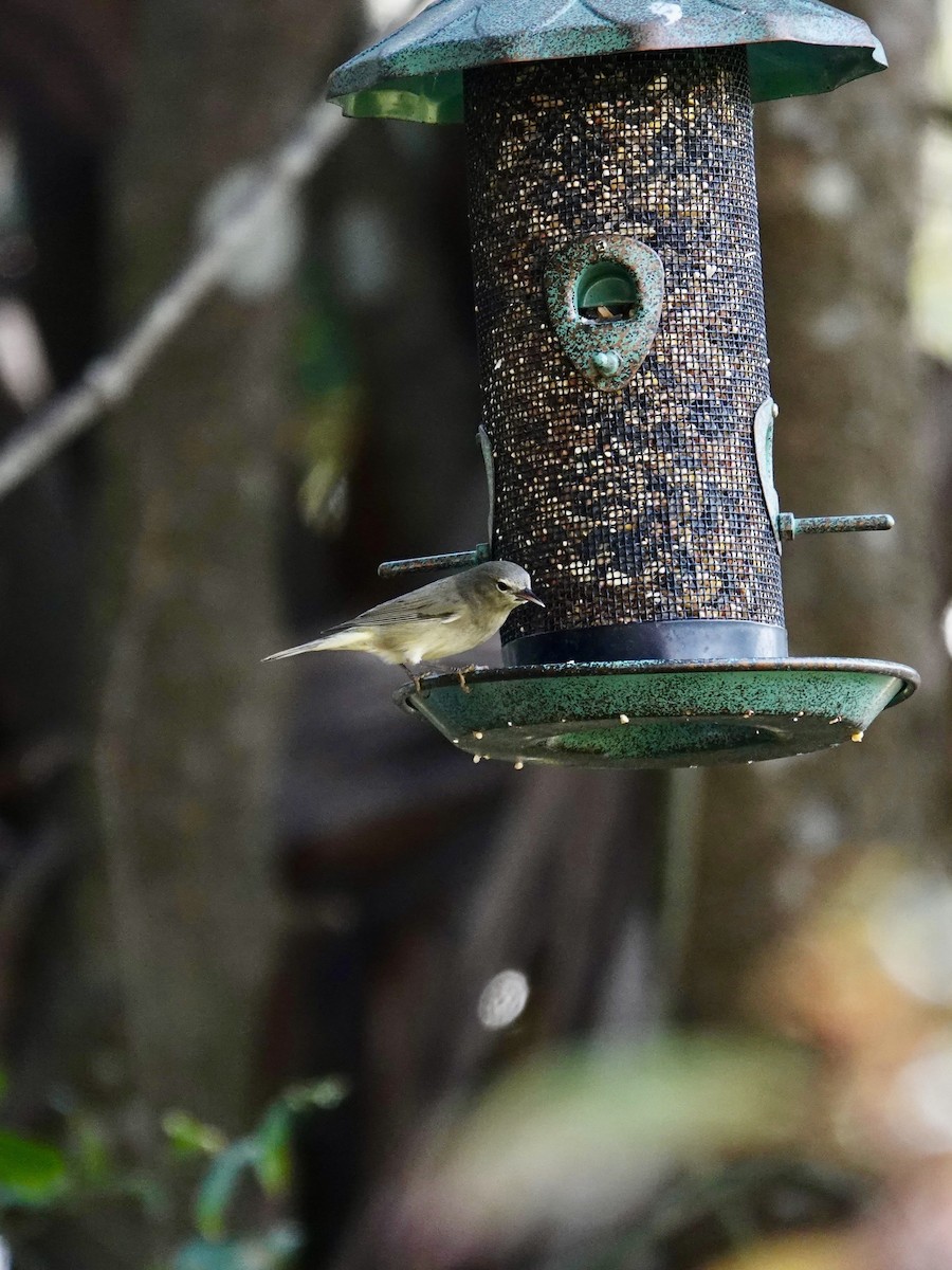 Orange-crowned Warbler - ML646414753