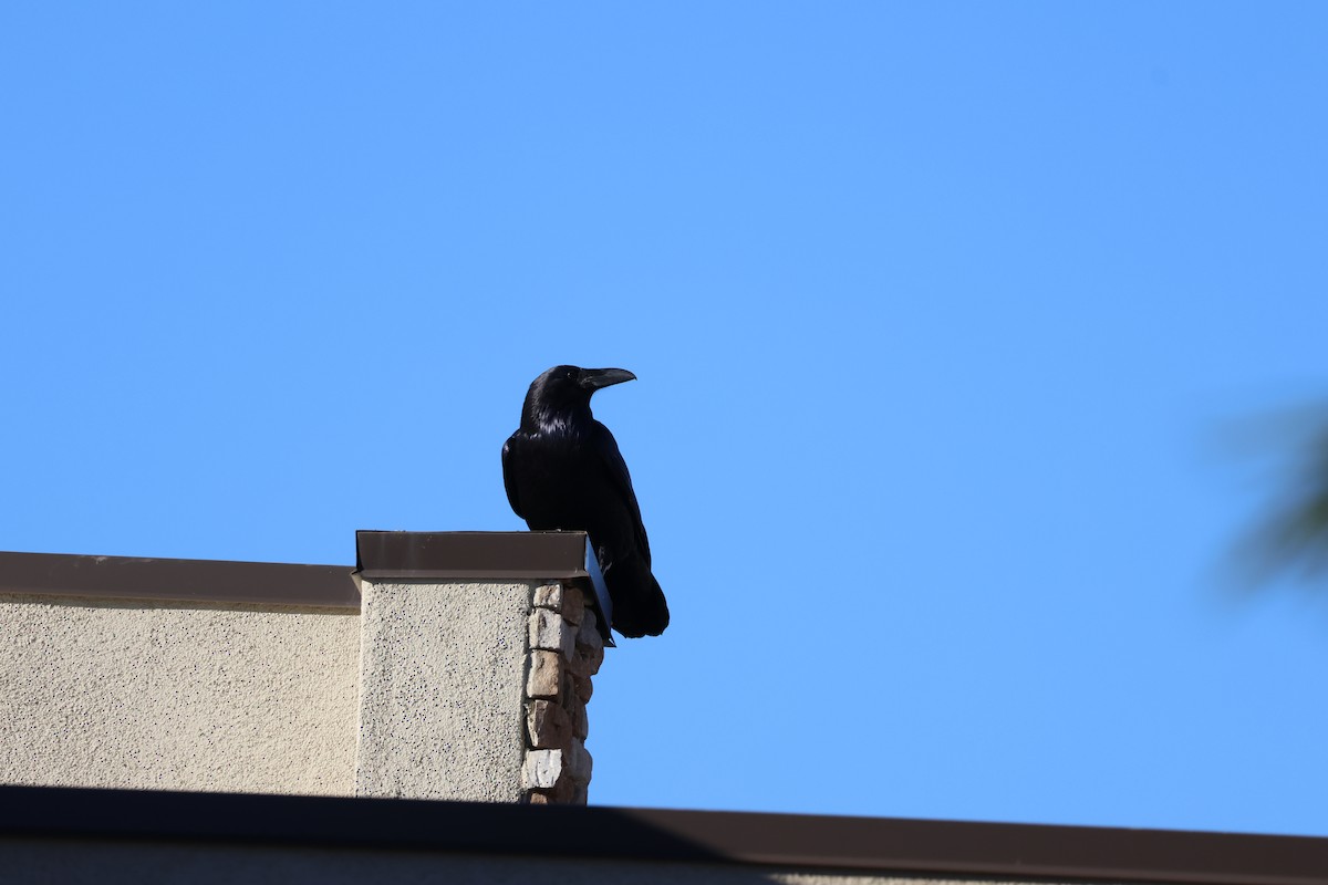 Common Raven - ML646414755