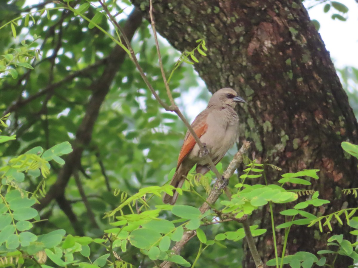 Grayish Baywing - ML646414757