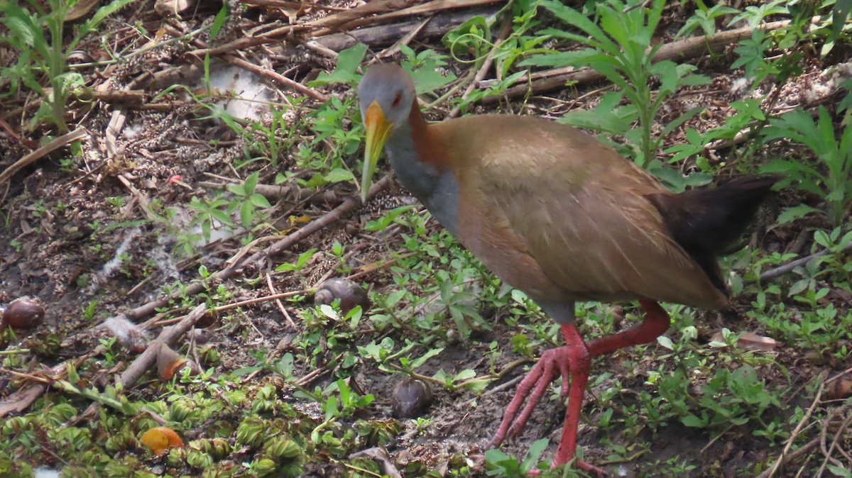 Giant Wood-Rail - ML646414759