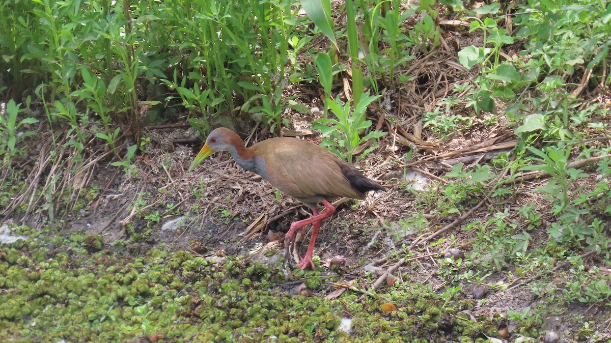 Giant Wood-Rail - ML646414760