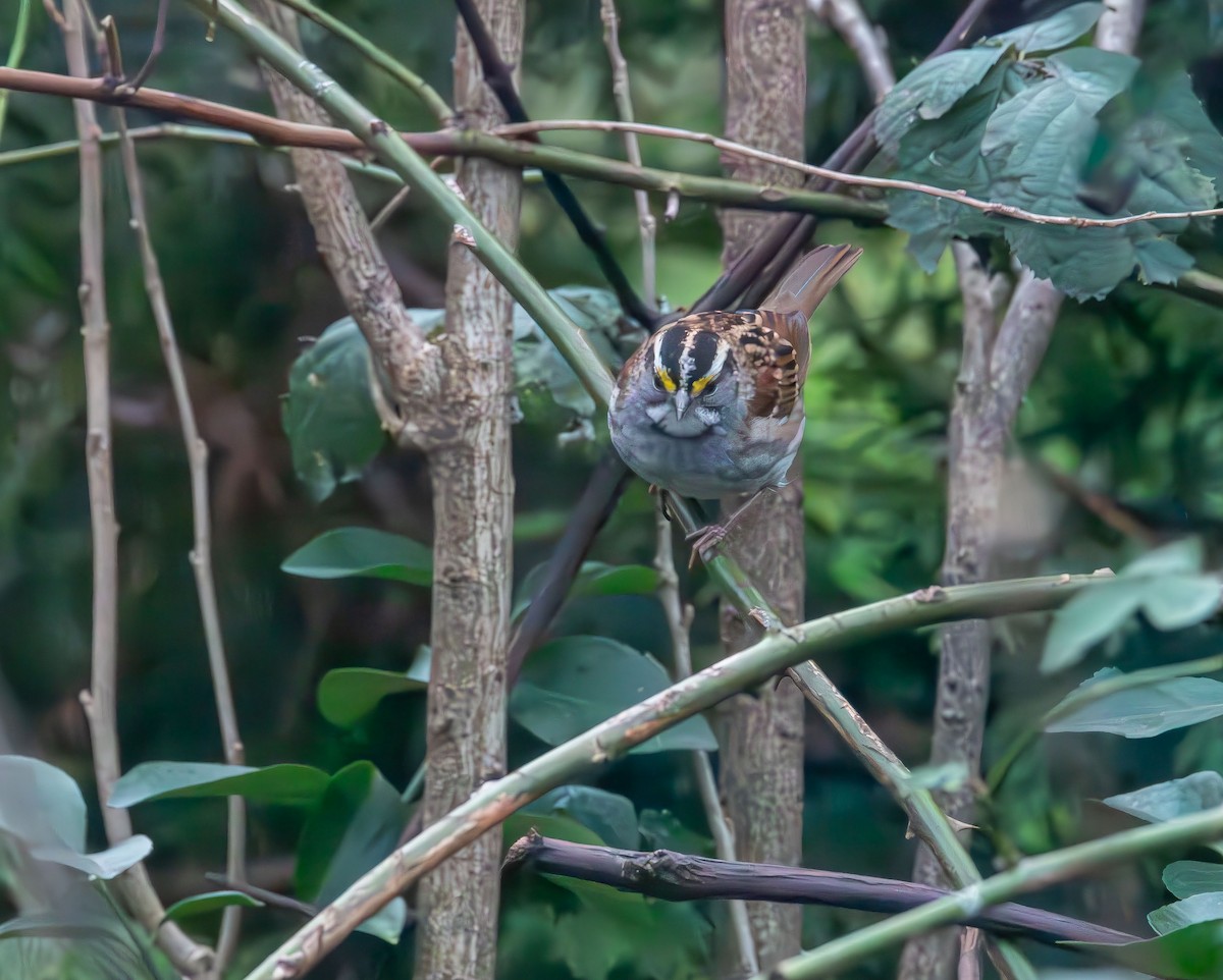 White-throated Sparrow - ML646414761