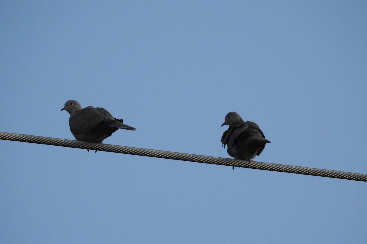 Eurasian Collared-Dove - ML646414763