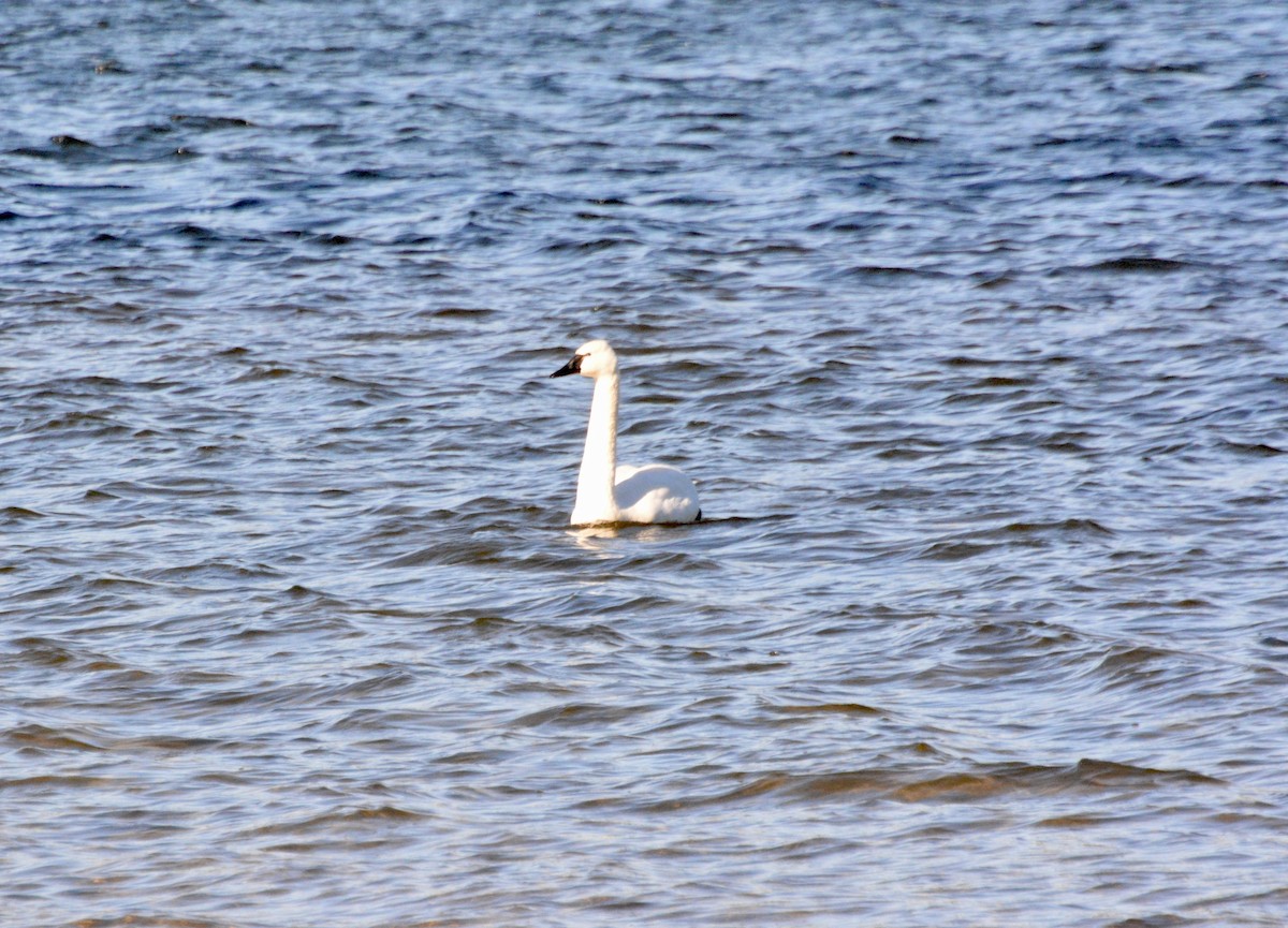 Tundra Swan - ML646414764