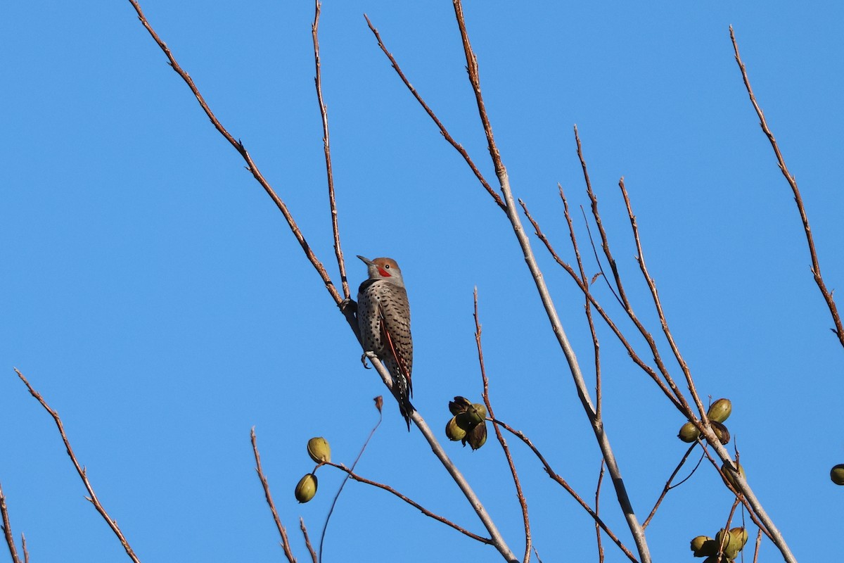 Northern Flicker - ML646414769