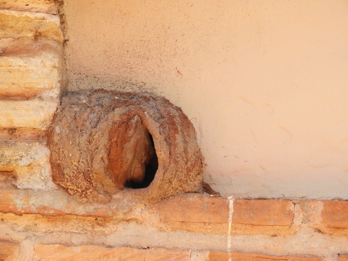 Rufous Hornero - ML646414770