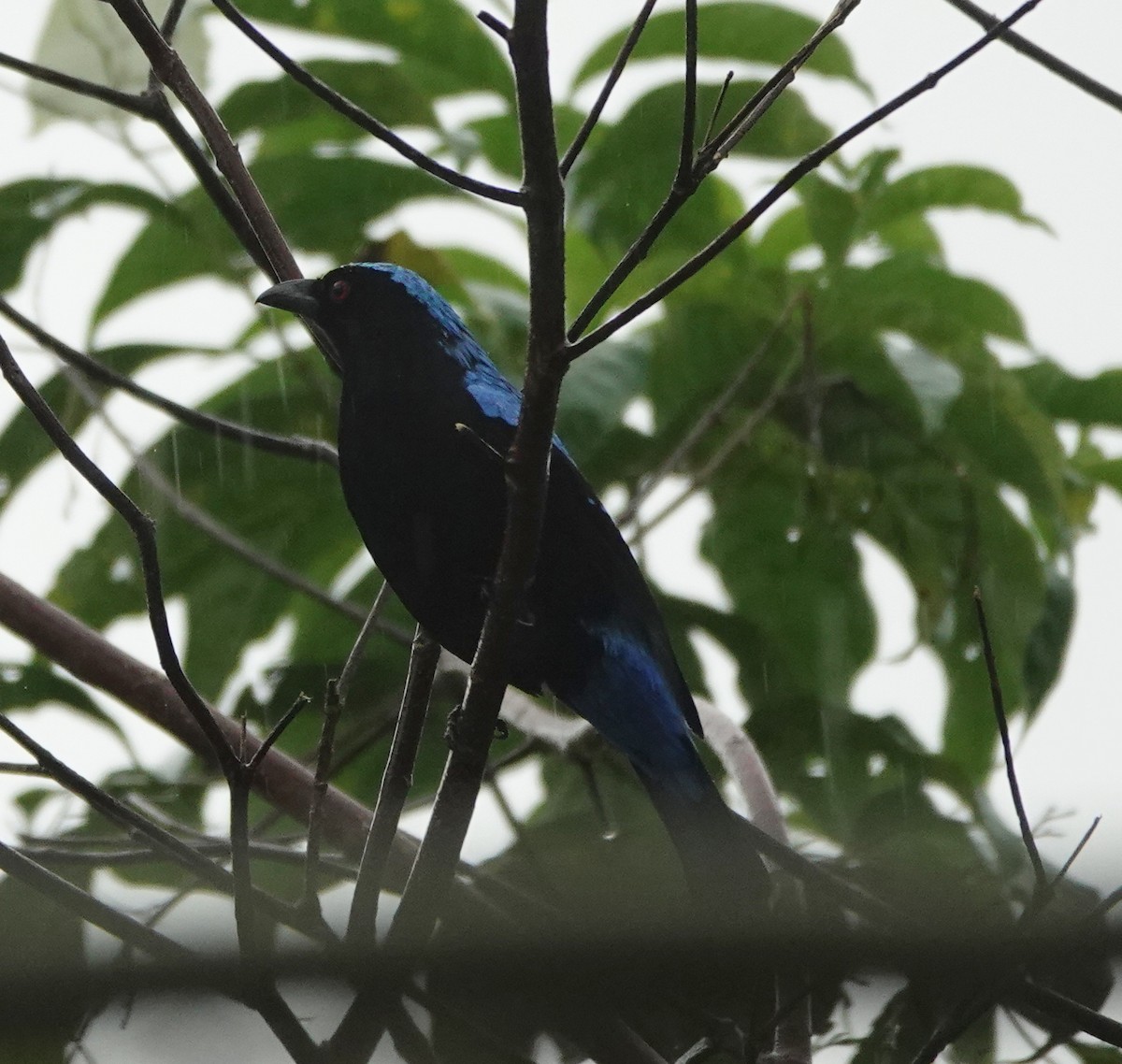 Palawan Fairy-bluebird - ML646414772