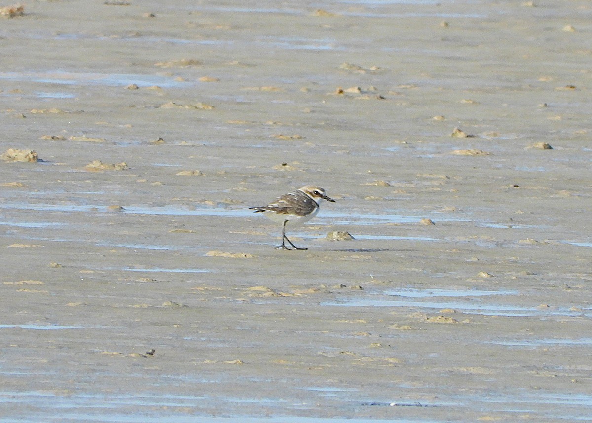 Kentish Plover - ML646414773