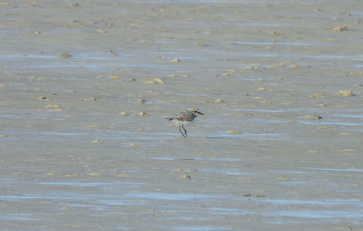 Kentish Plover - ML646414774