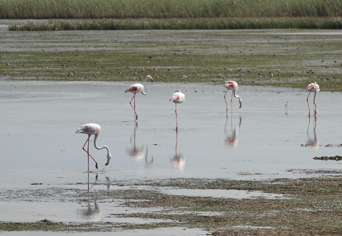 Greater Flamingo - ML646414775