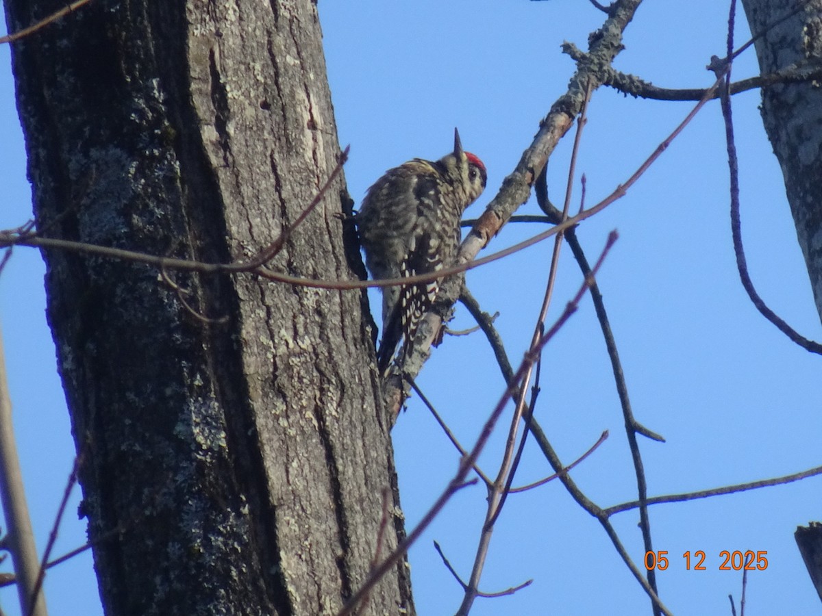 datel rudohrdlý - ML646414776