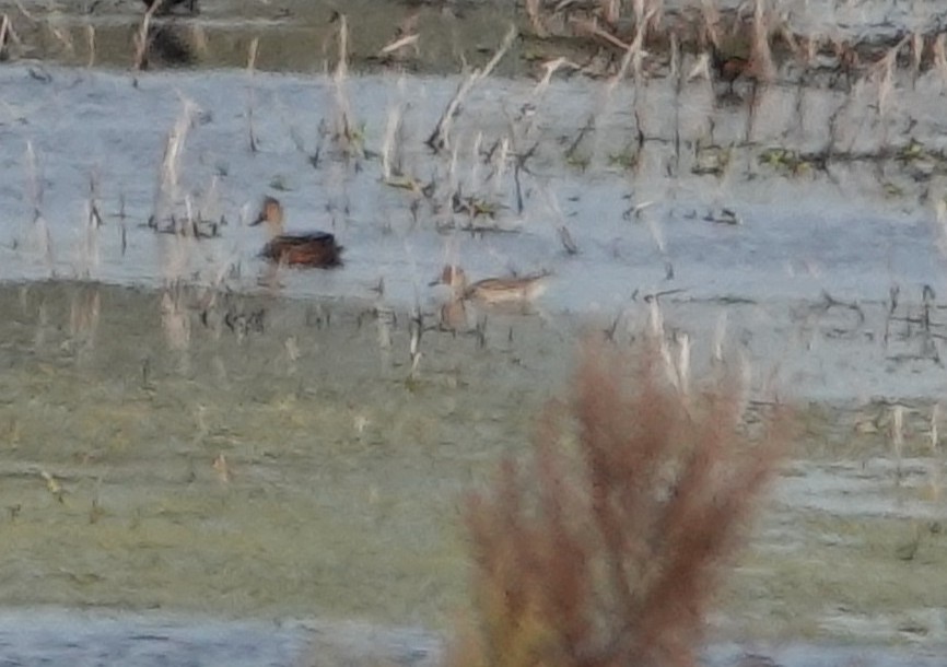 尖尾鴨 - ML646414777