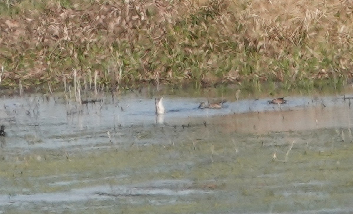 尖尾鴨 - ML646414778