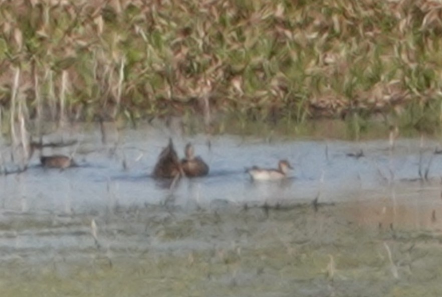 尖尾鴨 - ML646414779