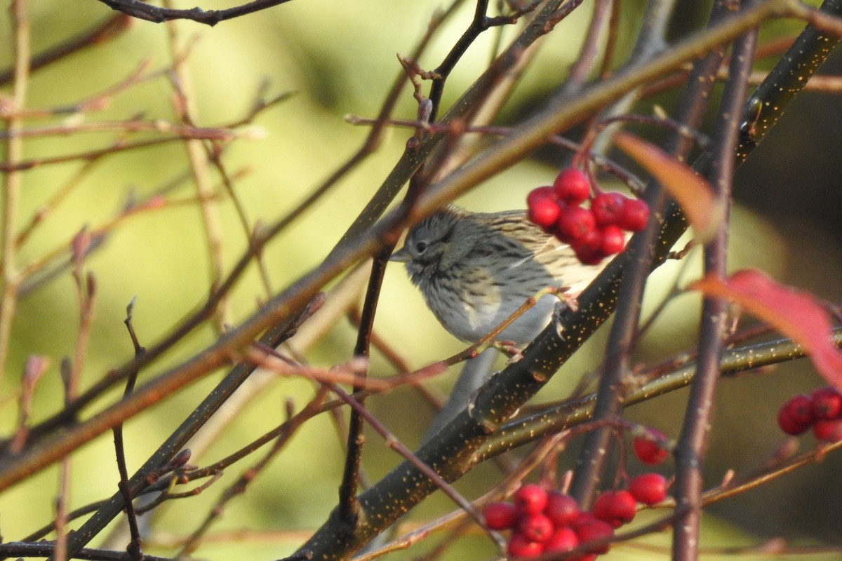 Lincoln's Sparrow - ML646414780
