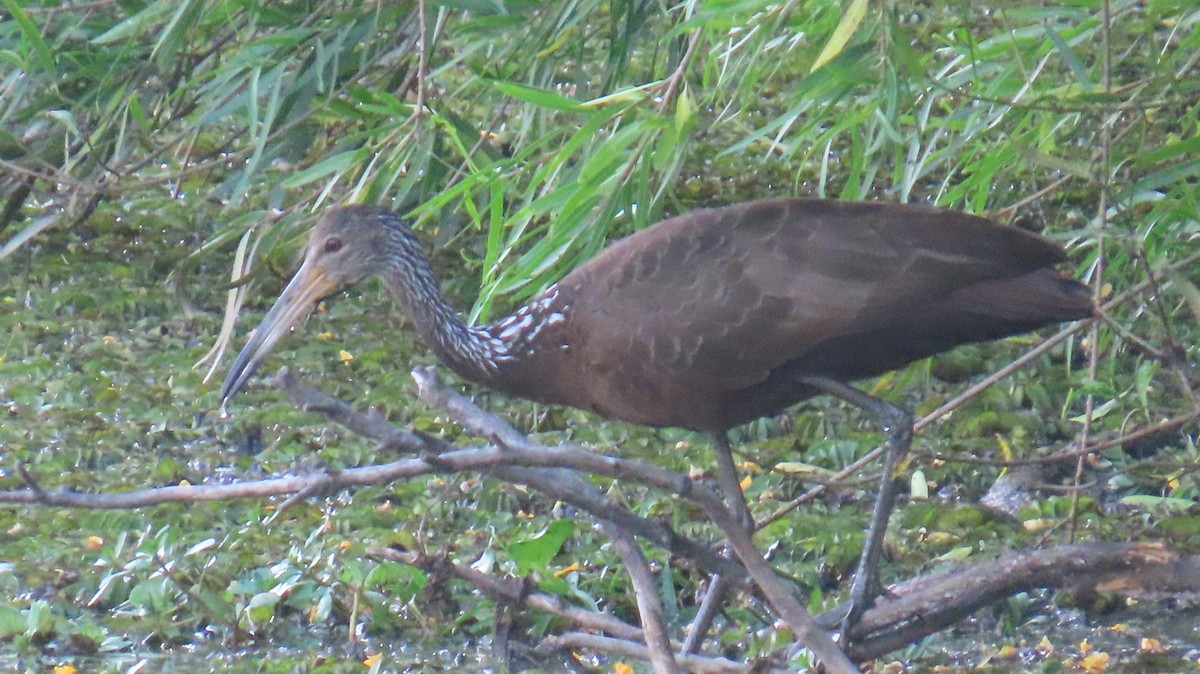 Limpkin - ML646414782