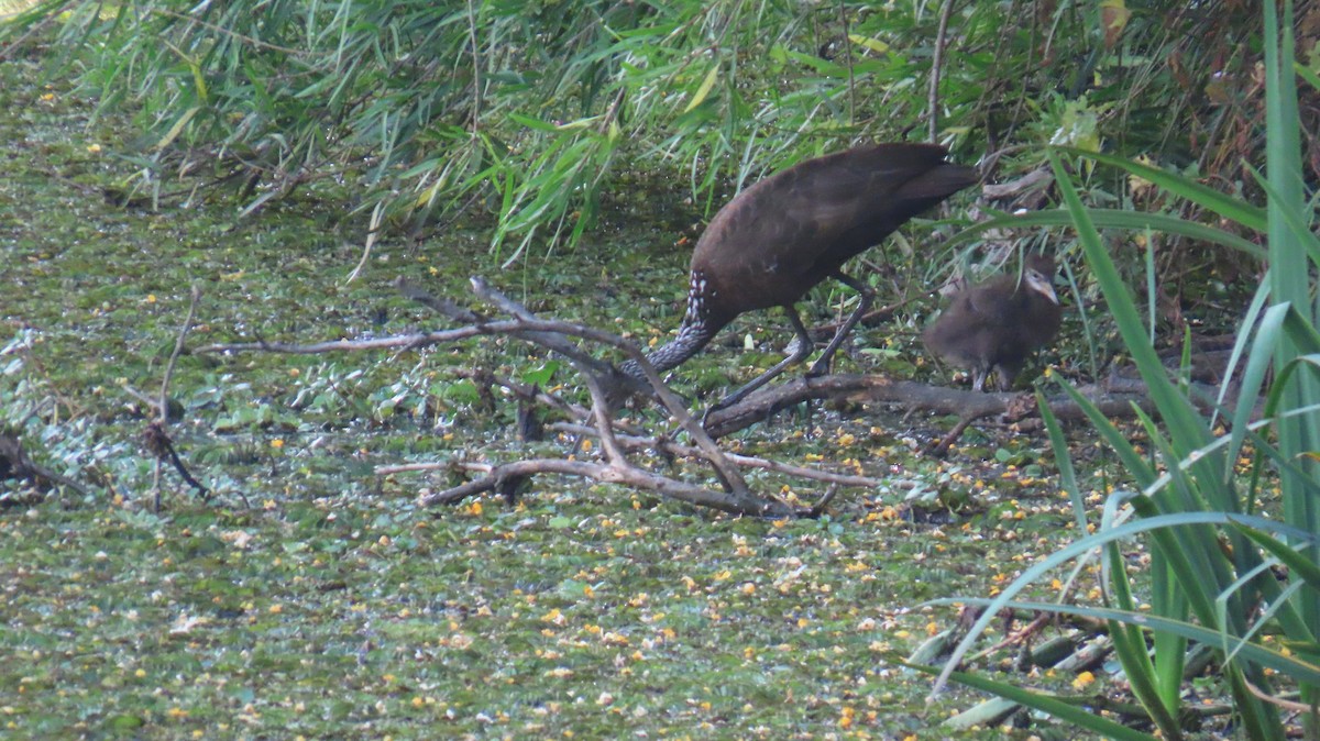 Limpkin - ML646414783