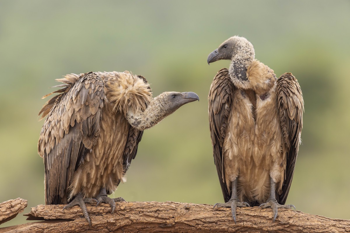 White-backed Vulture - ML646414785