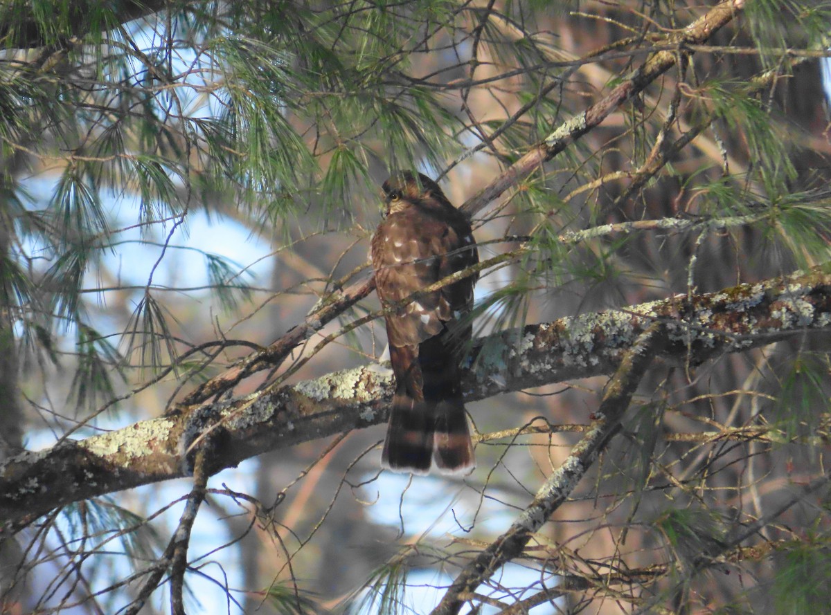 Sharp-shinned Hawk - ML646414786