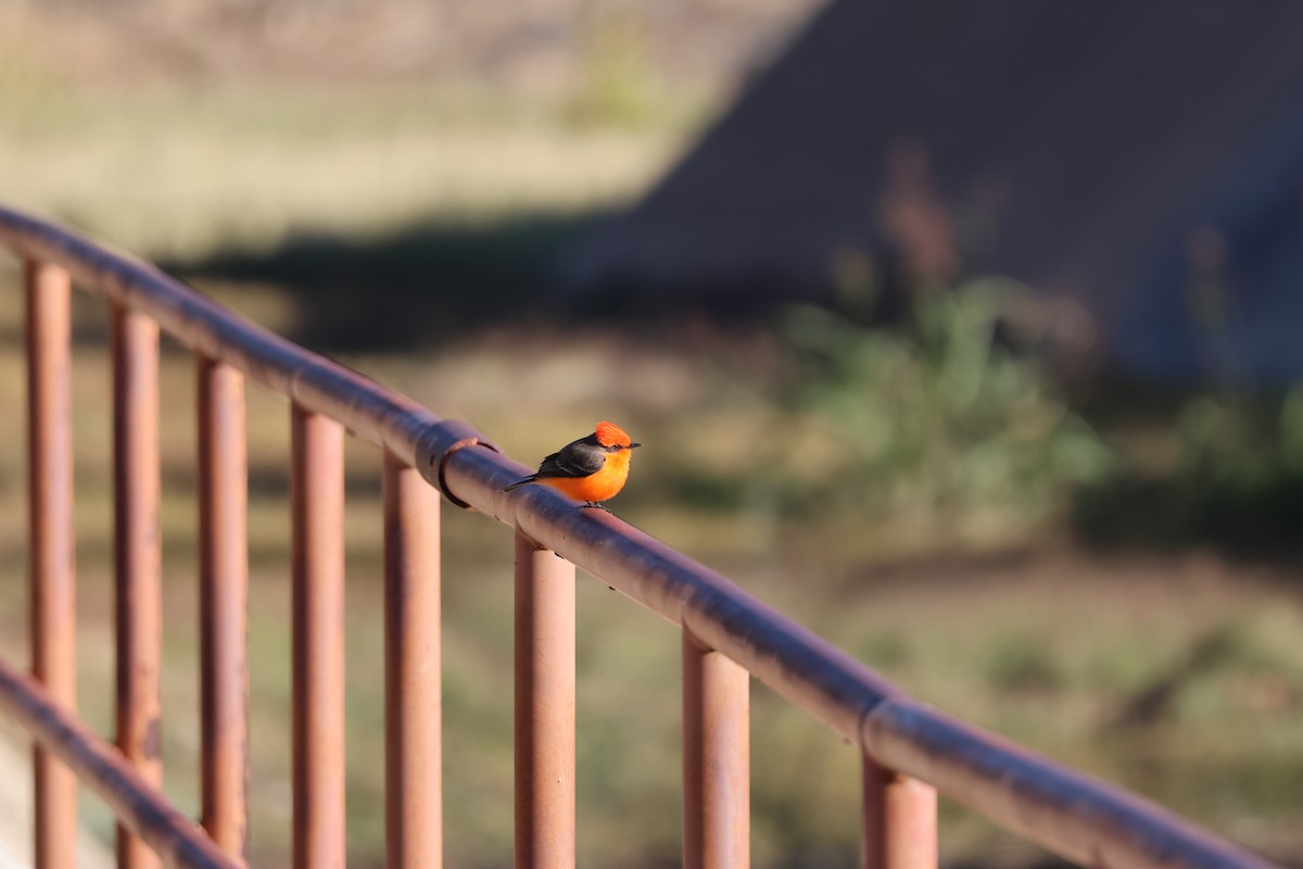 Vermilion Flycatcher - ML646414787