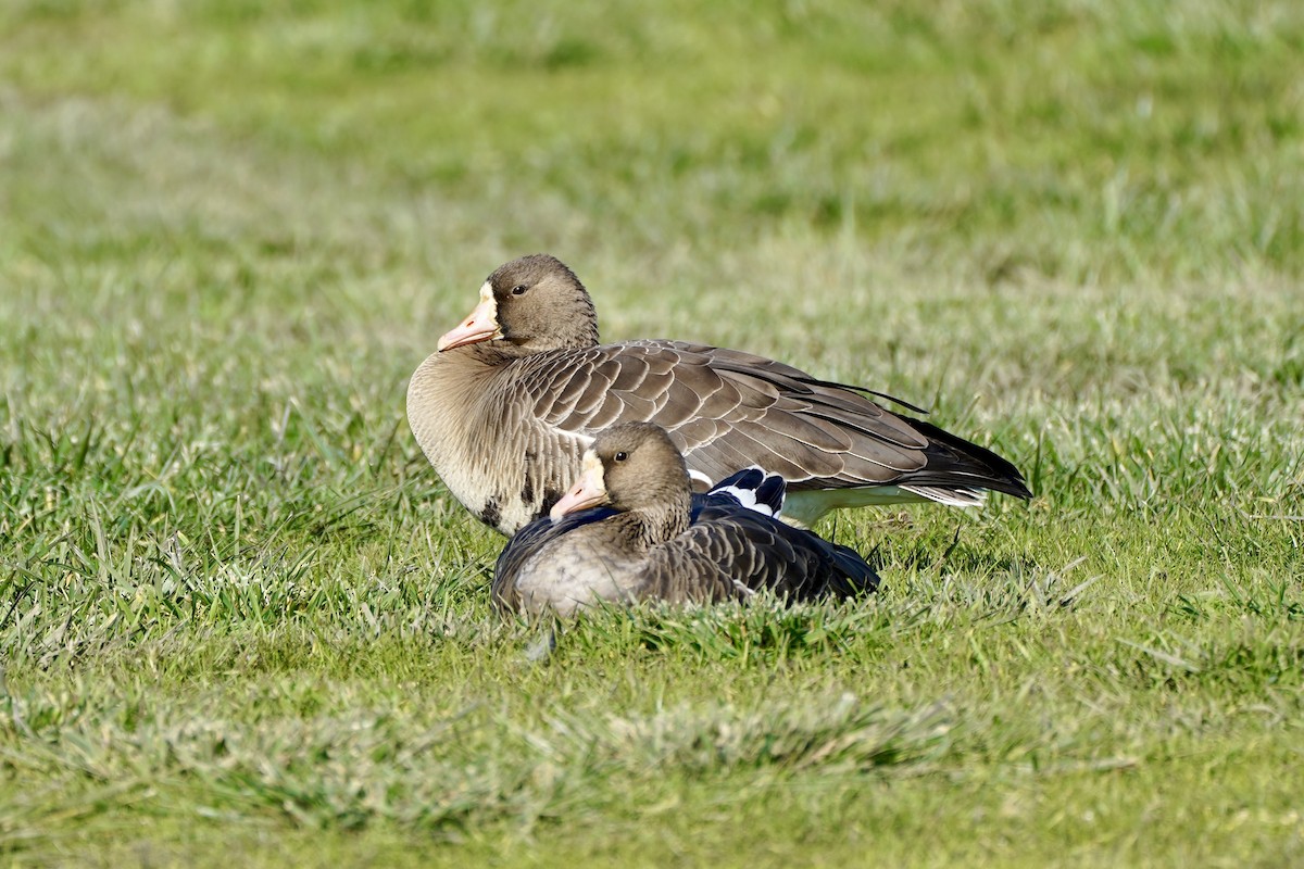 Greater White-fronted Goose - ML646414788