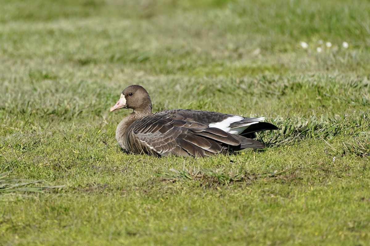 Greater White-fronted Goose - ML646414790