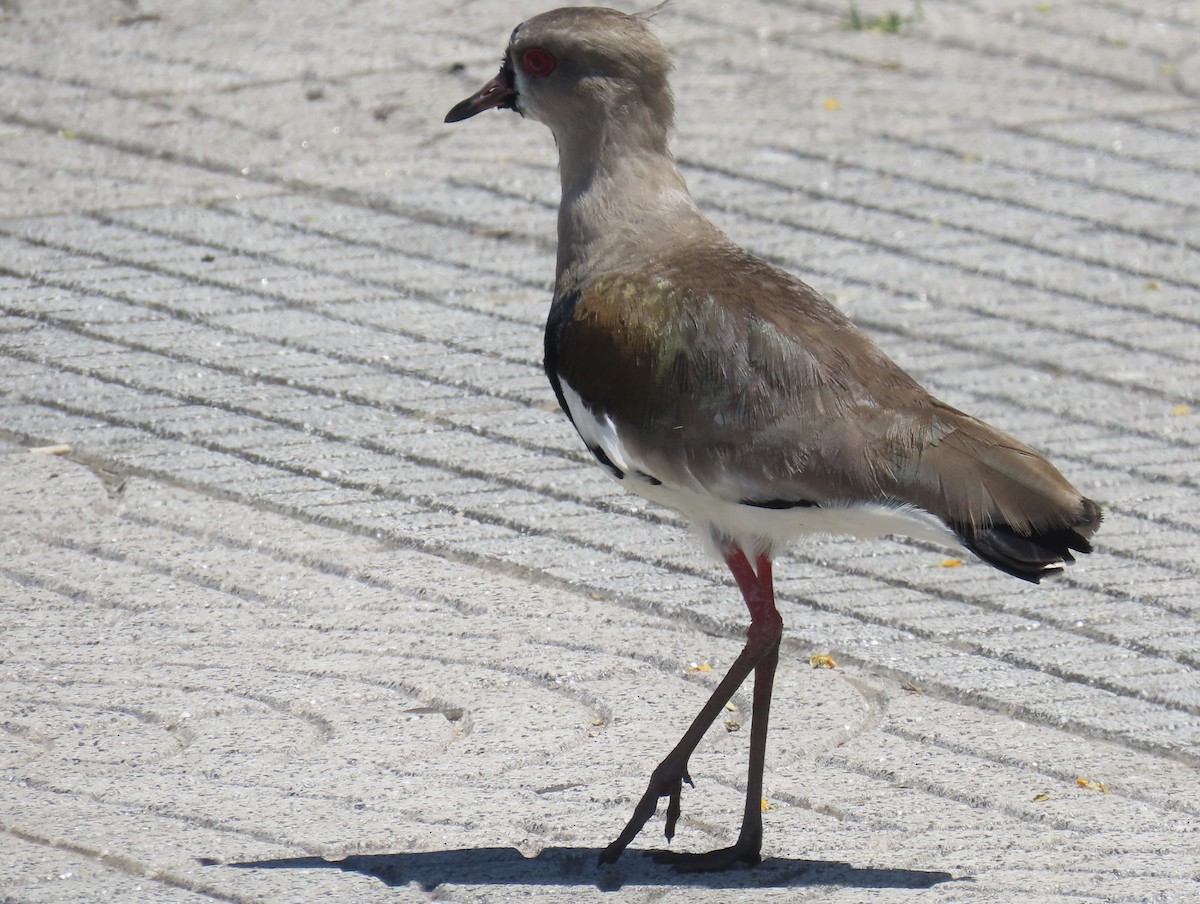 Southern Lapwing - ML646414791
