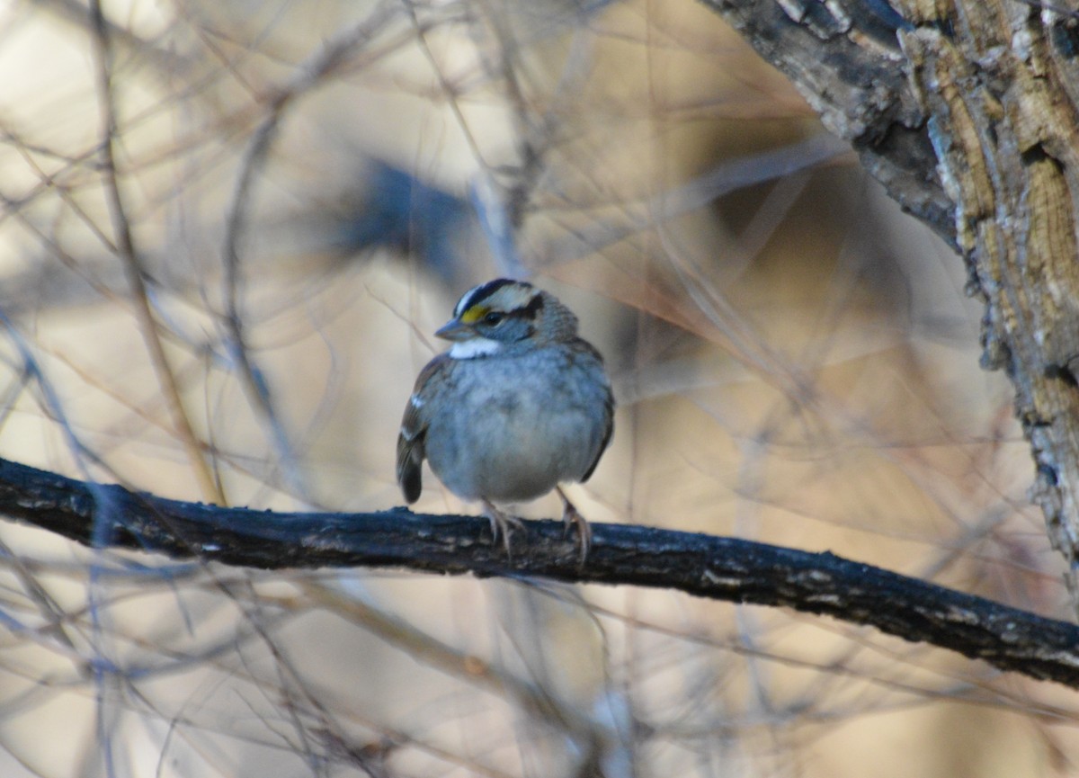 White-throated Sparrow - ML646414792