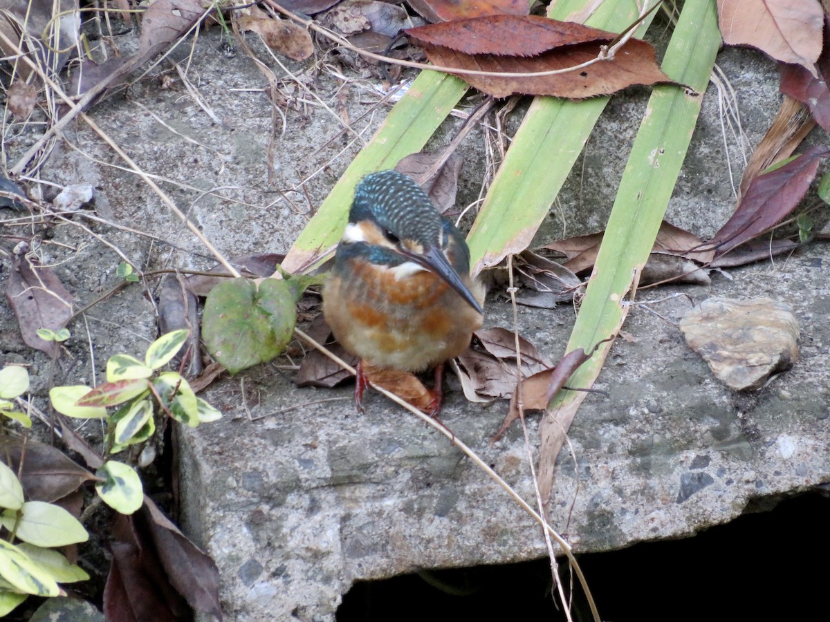 Рибалочка блакитний - ML646414793