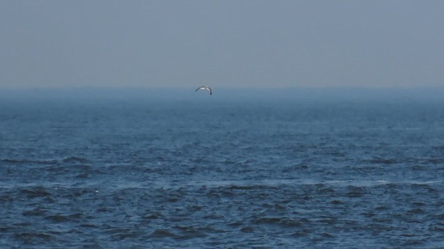 Laughing Gull - ML646414794